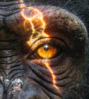 Mr Strange - De goudvis (II) kopen? Bied vanaf 80!