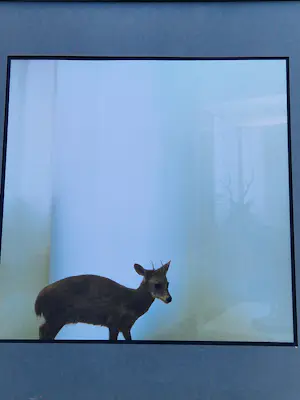 AcheterPaul den Hollander - Originele silverprint kleuren foto "reflection of a deer" ingelijst -zonder glas? Enchérissez de 60!