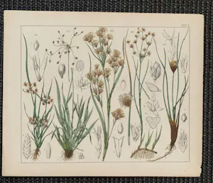 Corneille Antoine Jean Abram Oudemans - Flora van Nederland kopen? Bied vanaf 200!