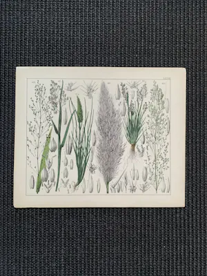 Corneille Antoine Jean Abram Oudemans - Flora van Nederland kopen? Bied vanaf 200!