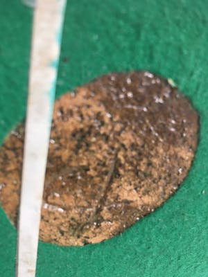 Curiosa - Keramiek beeld / object gesigneerd CL? kopen? Bied vanaf 50!