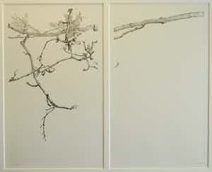 Reinder Homan - Ingelijste dubbele ets, Z.T. , Bloesemtakken in de knop - 1988 verkocht voor € 1!