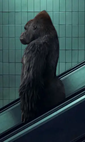 Mr Strange - De roltrap kopen? Bied vanaf 80!