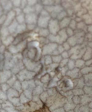 Niet of onleesbaar gesigneerd - Kunstaardewerken olielamp met drie armen kopen? Bied vanaf 1!