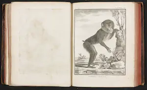 Georges-Louis Leclerc de Buffon - en Jacques de Seve - 14 delen van Histoire naturelle avec la description kopen? Bied vanaf 200!