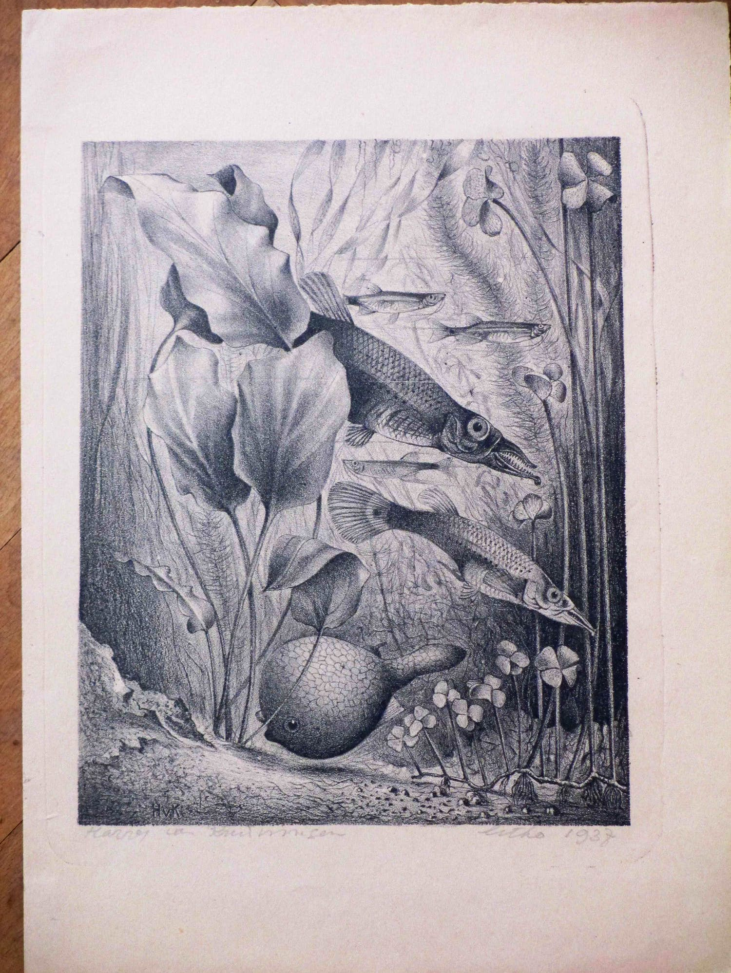 Buy Harry van Kruiningen - Aquariumwereld - Litho? Bid from 150!