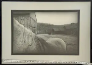 Robb Buitenman - paard voor schuur? kopen? Bied vanaf 10000!