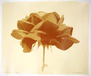 Paul Blanca - Zeefdruk, Bloem verkocht voor € 1!