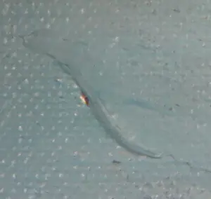 Cobi Nieuwstad - Acryl op doek, Tuin 3 kopen? Bied vanaf 60!