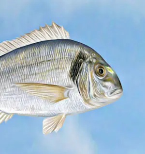 Mr. Strange - Tegen een stroom in kopen? Bied vanaf 80!