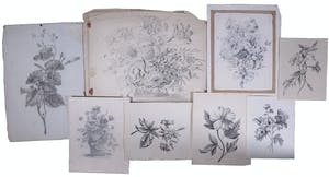 Niet of onleesbaar gesigneerd - Lot, Diverse (pen)tekeningen van bloemen en planten [8] kopen? Bied vanaf 1!