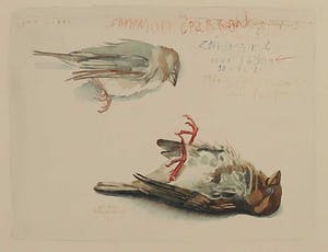 Pien Hazenberg - Aquarel, Zondagsmus voor Saskia kopen? Bied vanaf 35!