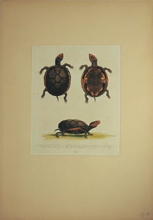 George Edwards - en onbekend, Lot van drie gravure, Diervoorstellingen kopen? Bied vanaf 1!
