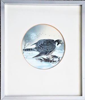 Ari Stolk - Slechtvalk kopen? Bied vanaf 25!