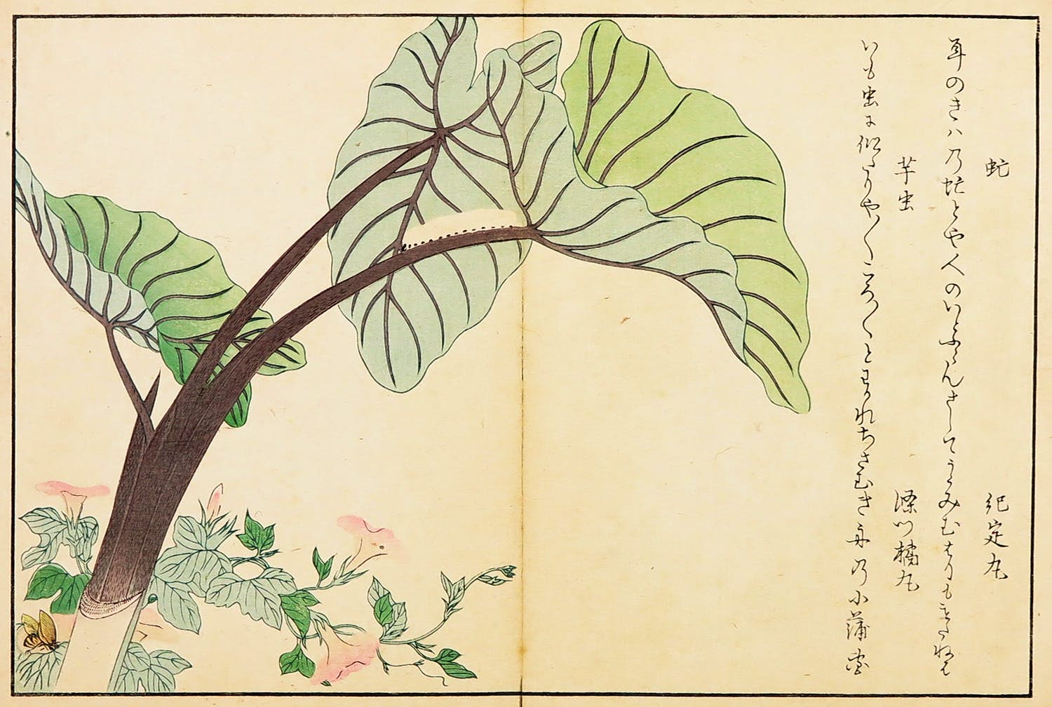 Kitagawa Utamaro - Houtdruk, Rups op groot blad en daas bij roze winde verkocht voor € 35!