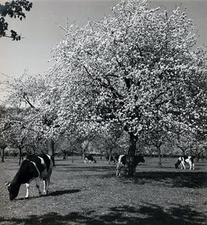 Cas Oorthuys - Betuwe - originele foto op bariet-fotopapier - 21469 kopen? Bied vanaf 60!