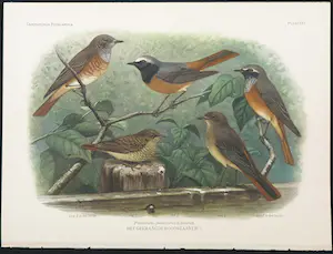 Eduard Daniël van Oort - Chromolitho, Lot van vier voorstellingen uit 'De Vogels van Nederland' kopen? Bied vanaf 1!