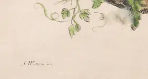 Gabriel Huquier - Handgekleurde kopergravure (naar Watteau), Lá Danse Bachique - Ingelijst kopen? Bied vanaf 35!