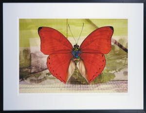 Mark Verdoes - Gicléedruk, Vlinder - Ingelijst kopen? Bied vanaf 1!