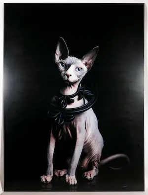 Jenny Boot - C-Print op dibond, Tasja - (Zeer groot) kopen? Bied vanaf 350!