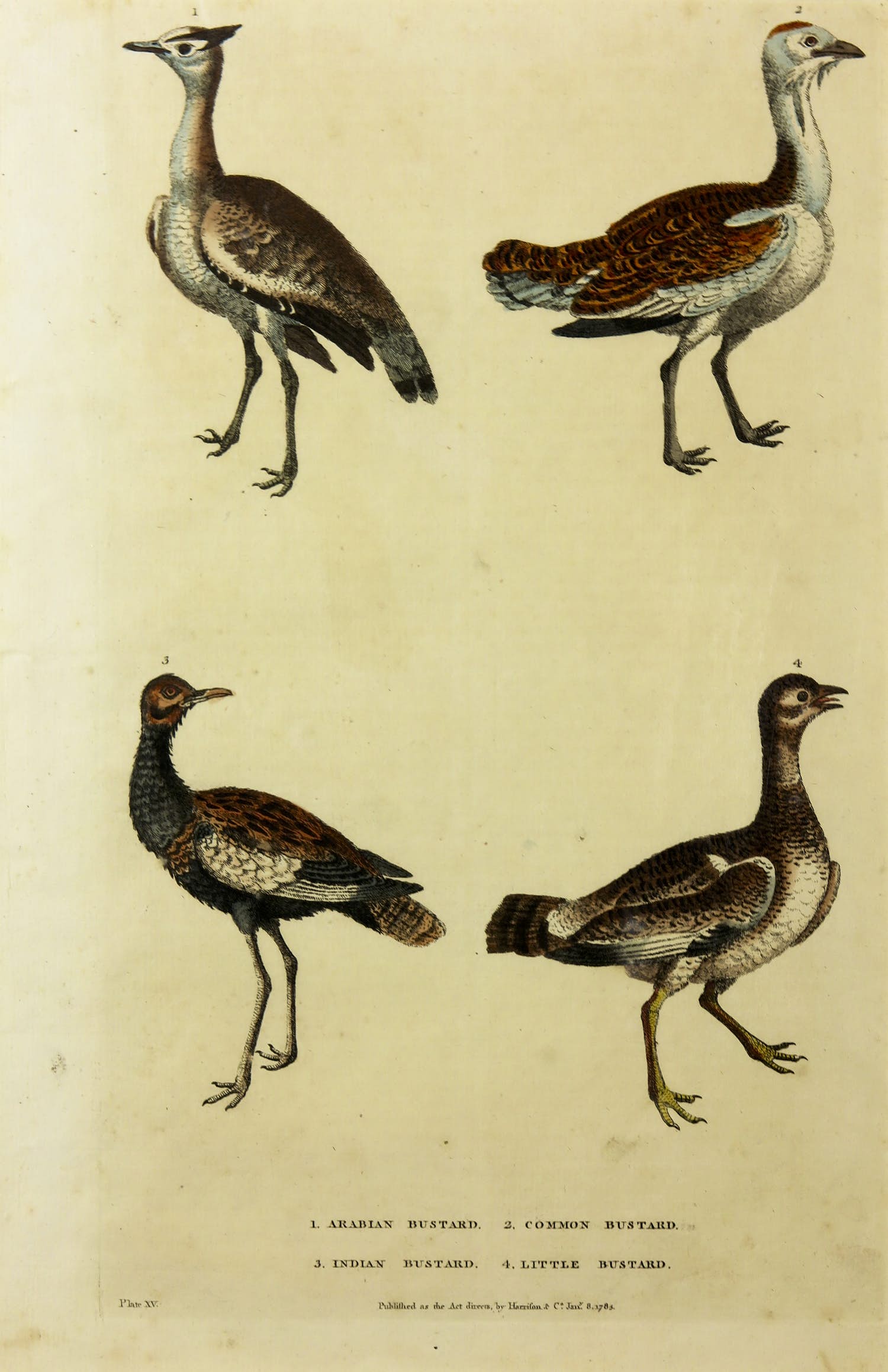 Harrison & Co. - Kopergravure uit: A New Dictionary of Natural History (W.F. Martyn) kopen? Bied vanaf 1!