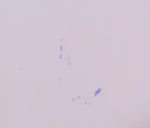 Robbert Fortgens - Zeefdruk, Abstracte compositie kopen? Bied vanaf 35!