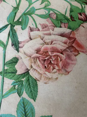 Pierre-Joseph Redoute - Rosa Rafa kopen? Bied vanaf 10!