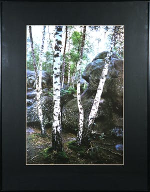 Paul Huf - Foto, Berkenbos - Ingelijst kopen? Bied vanaf 1!