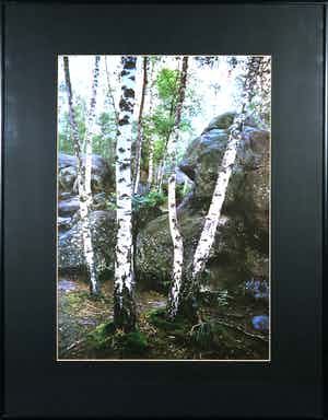 Paul Huf - Foto, Berkenbos - Ingelijst verkocht voor € 1!