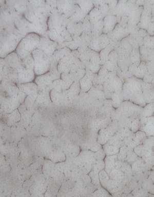 Mobach Keramiek - Grote wit geglazuurde fruitschaal kopen? Bied vanaf 10!