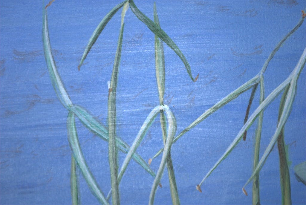 Niet of onleesbaar gesigneerd -  gesigneerde gouache - bloeiende waterplanten - GRATIS VERZENDING NL kopen? Bied vanaf 40!