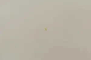 Pierre van Soest - Olieverf op doek, The saloon - Ingelijst (Zeer groot) kopen? Bied vanaf 400!