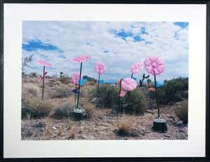 Jean Ruiter - Foto, Flowers Nevada - Ingelijst (Groot) verkocht voor € 40!