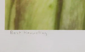Bert Houweling - Foto, Lelie 45 - Ingelijst kopen? Bied vanaf 1!