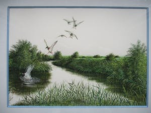 Ari Stolk - Invallende wilde eenden kopen? Bied vanaf 75!