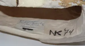 Nel Klaassen - Chimére kopen? Bied vanaf 100!