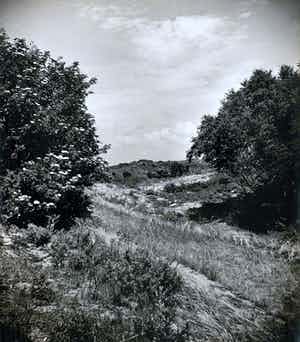 Cas Oorthuys - Duinen Noord Holland - originele foto op bariet-fotopapier - 21471 verkocht voor € 60!