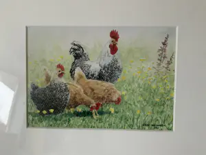 Wiebe A van der Zee - Heerlijke scharrelen en Are you chicken, Kraamvisite en Nieuwe Buren kopen? Bied vanaf 50!