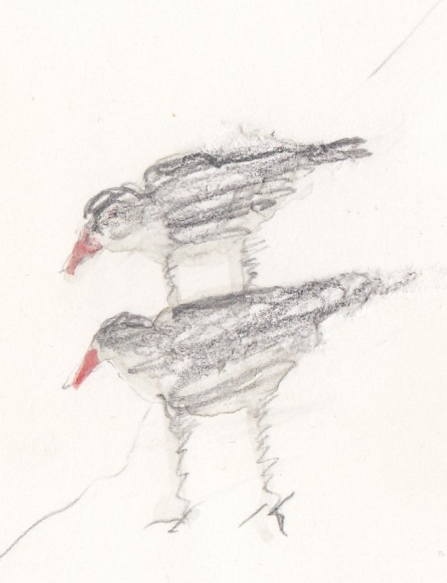 Jon Marten - Potlood met Aquarel -2 vogels 1980 kopen? Bied vanaf 1!