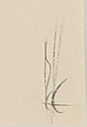 Melle Oldeboerrigter - Inkttekening op papier, z.t. Insecten kopen? Bied vanaf 80!