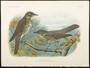 Eduard Daniël van Oort - Chromolitho, Lot van vier voorstellingen uit 'De Vogels van Nederland' kopen? Bied vanaf 1!