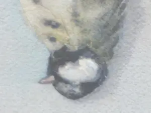 Marie van der Harst - Dode mees - Aquarel kopen? Bied vanaf 100!