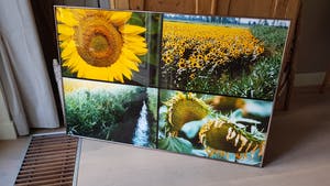 Paul Huf - C-print - zonnebloemen - ingelijst (groot) kopen? Bied vanaf 125!