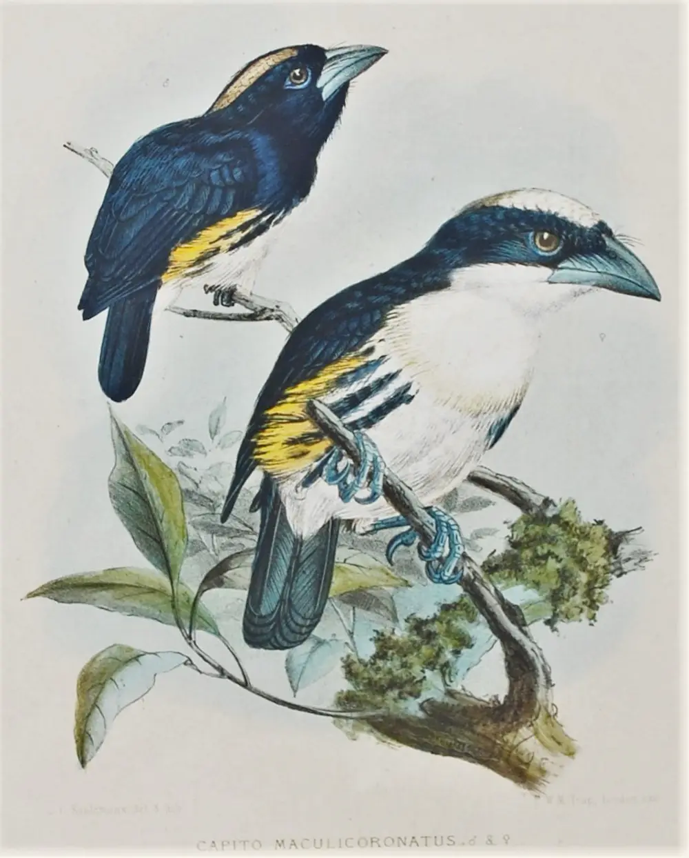 Johannes Gerardus Keulemans (1842-1912)