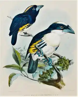 Johannes Gerardus Keulemans - kleurenlitho uit 1870 - Spechtvogels ♀+♂ verkauft für € 45!