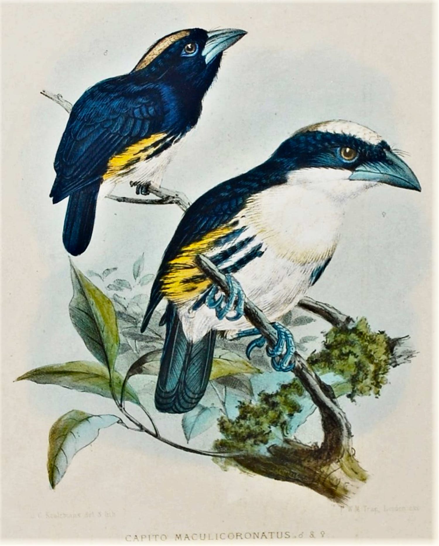 Johannes Gerardus Keulemans - kleurenlitho uit 1870 - Spechtvogels ♀+♂ verkocht voor € 45!