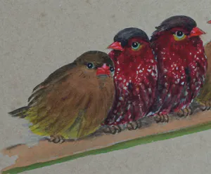 Niet of onleesbaar gesigneerd - Ingelijst, Gouache , 6 Vogeltjes op een tak - Oud kopen? Bied vanaf 1!