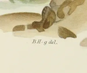 Wilhelm von Wright - Litho, Larus Hyperboreus, uit Svenska foglar (...) kopen? Bied vanaf 1!