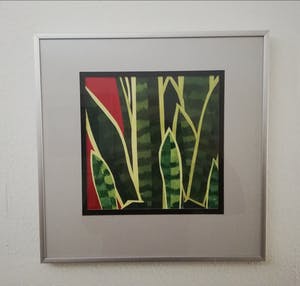 Willem Visser - Sanseveria kopen? Bied vanaf 49!