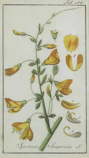 Johannes Zorn - Lot van twee handgekleurde botanische etsen kopen? Bied vanaf 50!